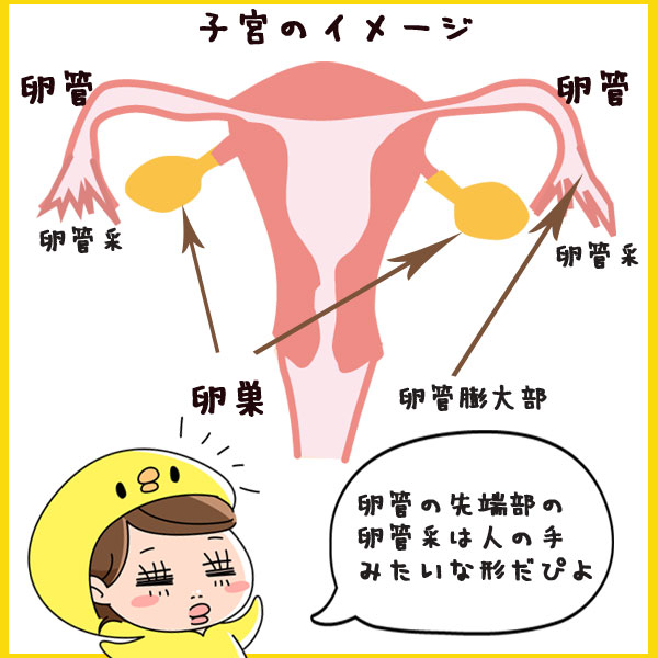 子宮のイメージ